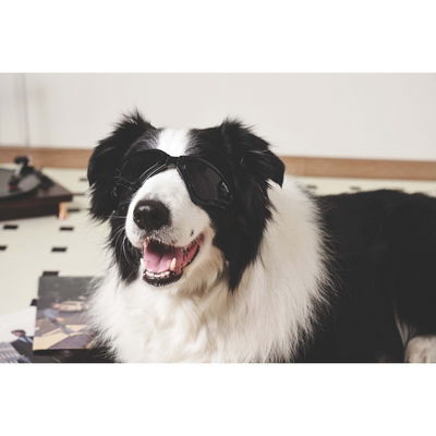 M-PETS Sunny Traılblazer Köpekler İçin Gözlük Black