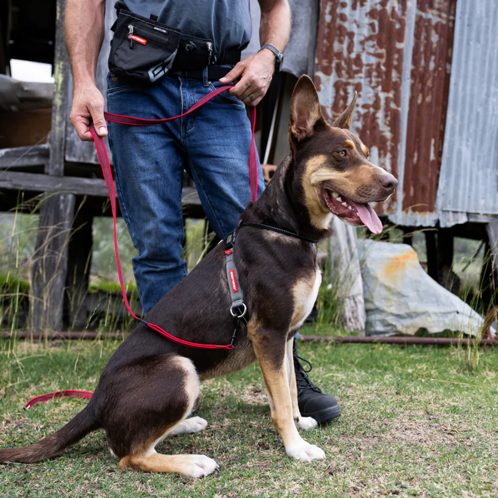 Ezydog 05581 Crosscheck Training Black L