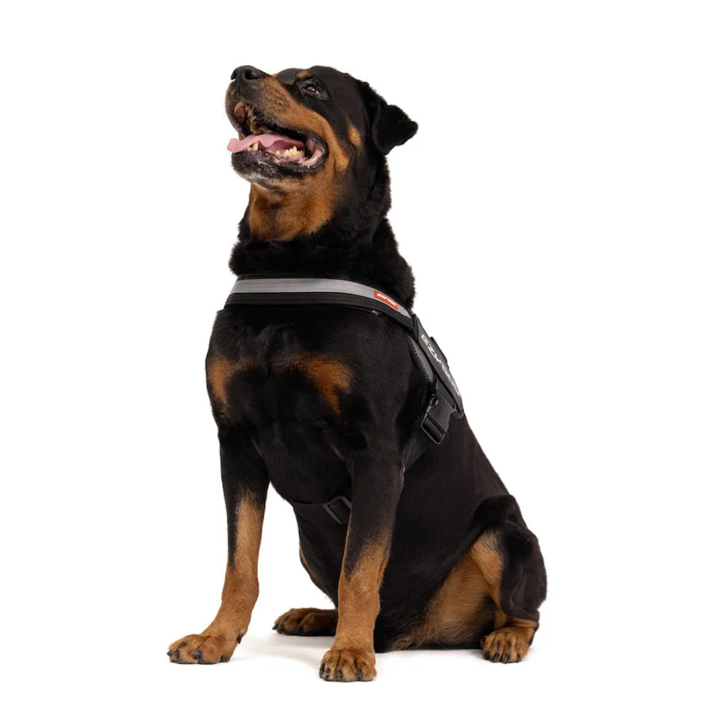 EzyDog Convert Harnes CV XL Red