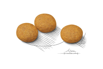 Royal Canin CCN Medium Dermacomfort 12 Kg Yetişkin Kuru Köpek Maması