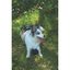 M-Pets Coto Black Ball 9,5 cm Örgü Top Oyuncak
