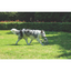 M-Pets Coto Grey Cross 60 cm Örgü Oyuncak