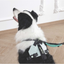 M-Pets Orıgamı Reflektörlü Sırt Tasması Green (S)