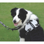 M-Pets Orıgamı Reflektörlü Sırt Tasması Blue (L)