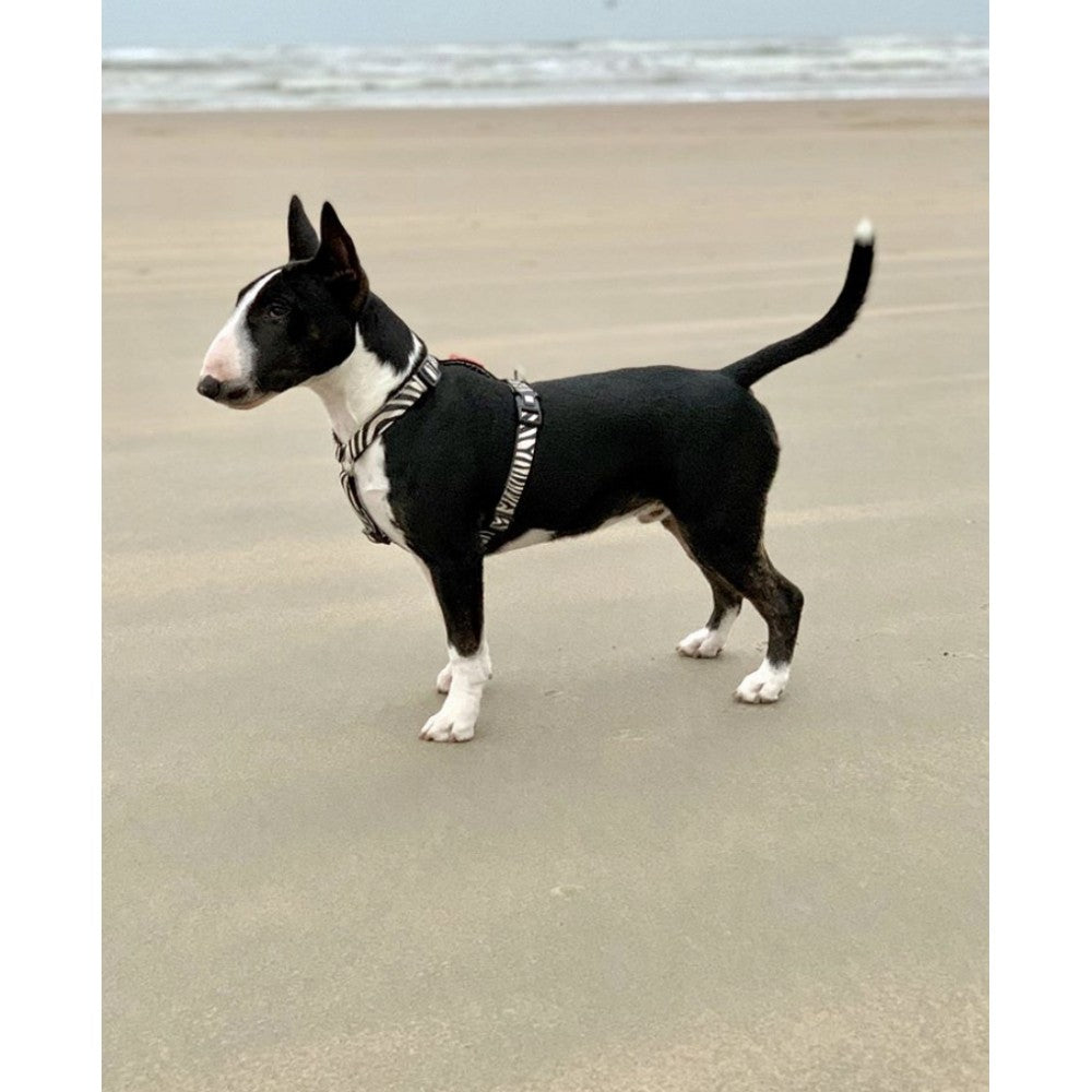 Max & Molly Zebra Göğüs Tasması M