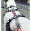 Max & Molly Zebra Göğüs Tasması M
