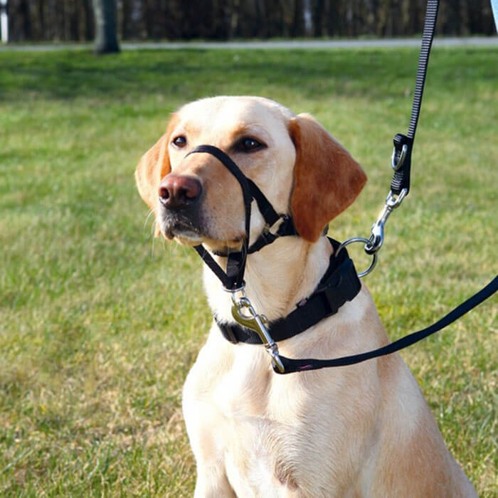 Trixie Uzman Köpek Eğitim Tasması Xsmall 15cm