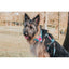Max & Molly Popcorn Köpek Göğüs Tasması L