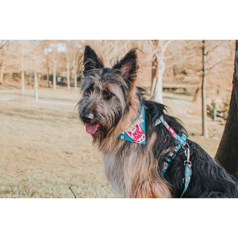 Max & Molly Popcorn Köpek Göğüs Tasması L
