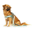 Matrix 2.0 Akıllı Künyeli Q-Fit Köpek Göğüs Tasması - Jade (L)