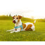 Matrix 2.0 Akıllı Künyeli Q-Fit Köpek Göğüs Tasması - Turquoise (XS)