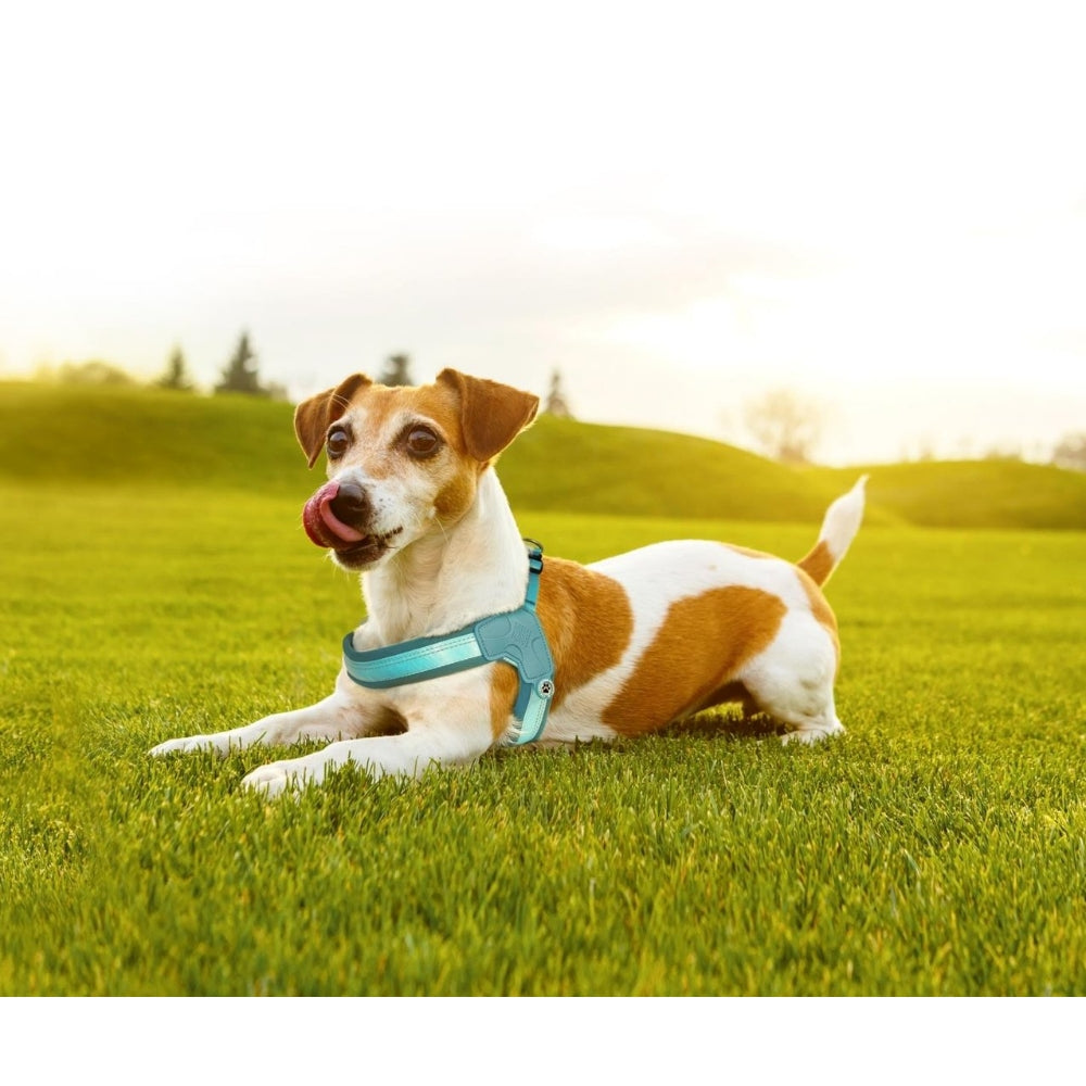 Matrix 2.0 Akıllı Künyeli Q-Fit Köpek Göğüs Tasması - Turquoise (XS)