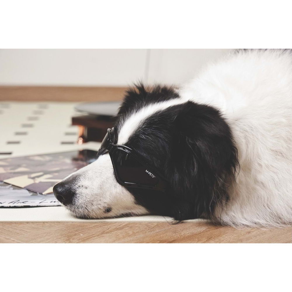 M-PETS Sunny Traılblazer Köpekler İçin Gözlük Black