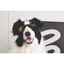 M-PETS Sunny Sunbather Köpekler İçin Gözlük Black
