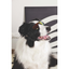 M-PETS Sunny Sunbather Köpekler İçin Gözlük Black