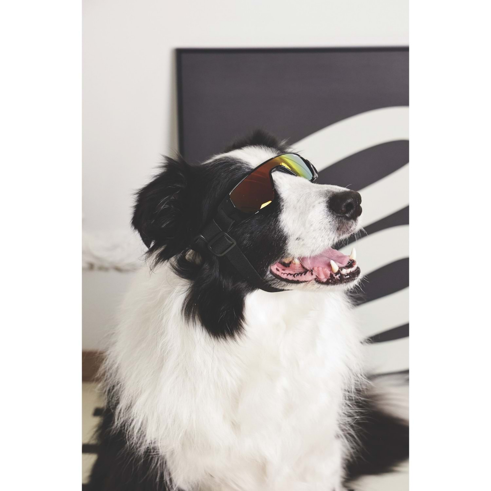 M-PETS Sunny Sunbather Köpekler İçin Gözlük Black