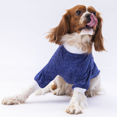 PawStar Blue Fun Day Sweat 2XL