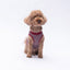 PawStar Burgundy Space Time S