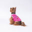 PawStar Fuchsia Space Time L