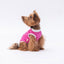 PawStar Fuchsia Space Time L