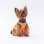 PawStar Neon Orange Be Kind L