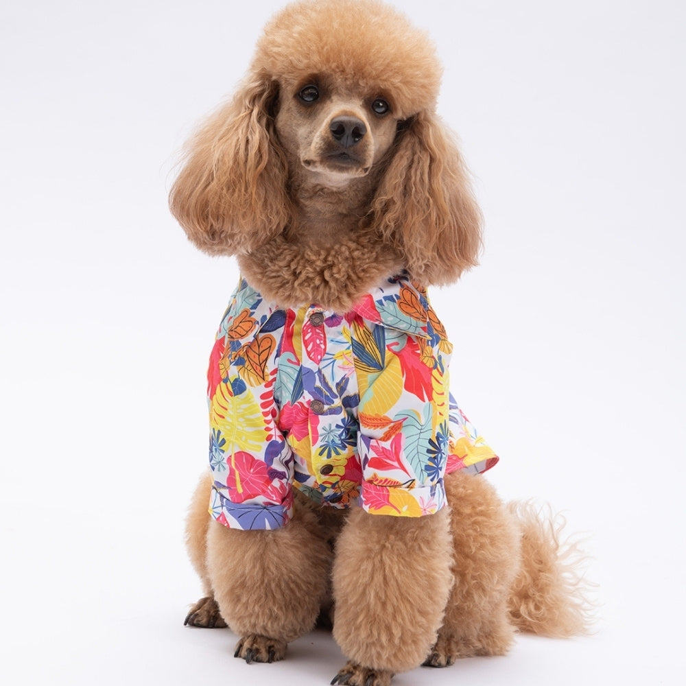 PawStar Miami 2XL