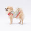 PawStar Happy Cactus XL