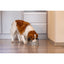Beeztees Köpek Mama Su Kabı, Seramik, Yeşil Beyaz, 16cm, 800ml