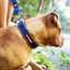 EzyDog NEO COLLAR CLASSIC WHIDE XL PINK CAMO