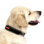 EzyDog NEO COLLAR CLASSIC XS PURPLE