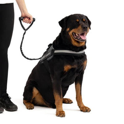 09254Leash Cujo 25"Chocolatte 63.5Cm