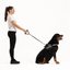09254Leash Cujo 25"Chocolatte 63.5Cm