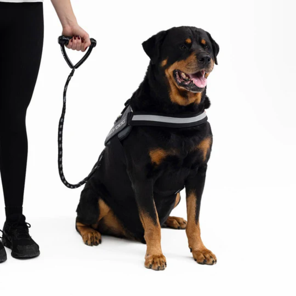 08400Leash Cujo 40"Pink 101.5Cm