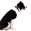 EzyDog COLLOR CHECKMATE M BLACK