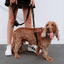 Ezydog 05581 Crosscheck Training Black L