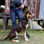 Ezydog 05574 Crosscheck Training Black M