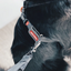 Ezydog 05567 Crosscheck Training Black S