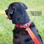 Ezydog 04812Ezy Dog Double Up Collar Denım M