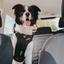 Ezydog Ezy Drive Harnes S Black