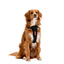 Ezydog 04904 Chest Plate Harness Denım Xl