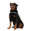 EzyDog Convert Harnes CV XL Red