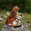 Ezydog 04614 Harness Express Red M