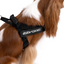 Ezydog 04546 Harness Express Black S