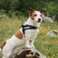 Ezydog 04690 Harness Express Red Xl