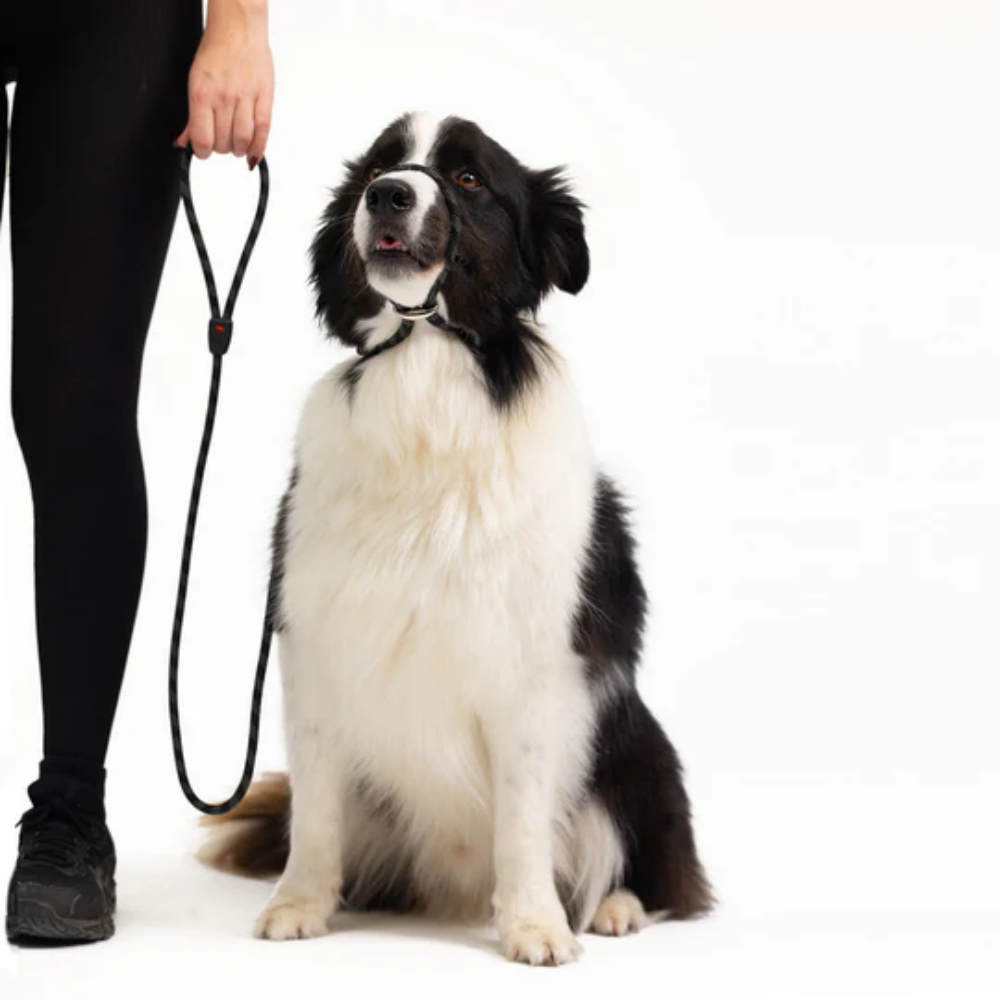 EzyDog Luca 67" Black 170cm