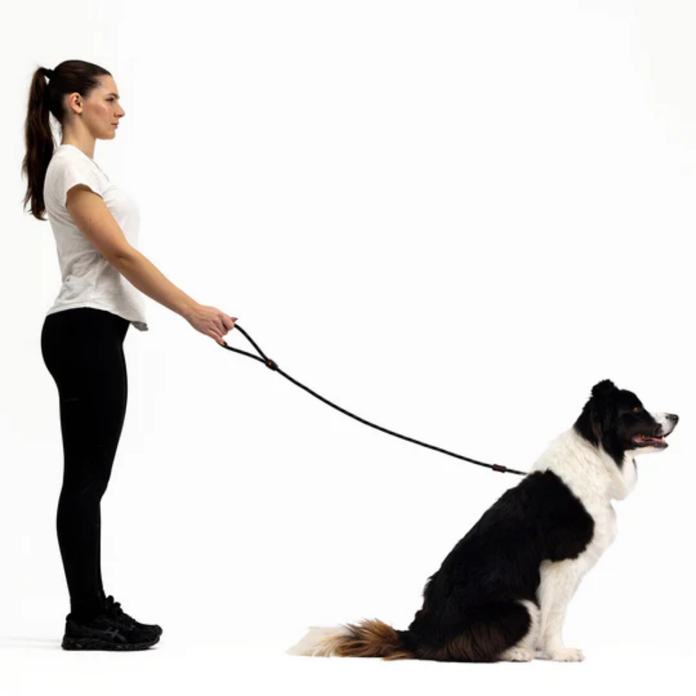 EzyDog Luca 67" Black 170cm