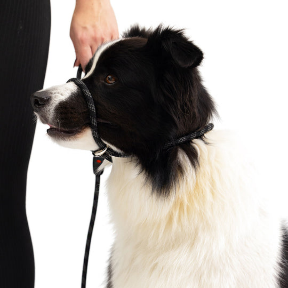EzyDog Luca 67" Black 170cm