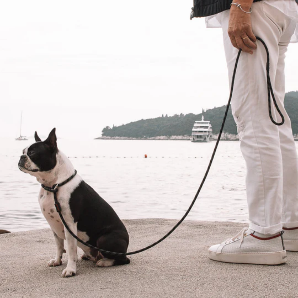 EzyDog Luca 67" Black 170cm