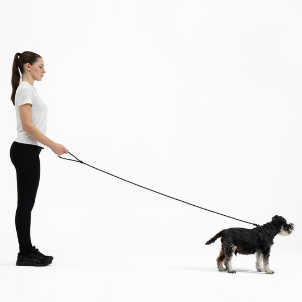 EzyDog Luca 67" Black 170cm