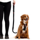 Ezydog Leashes Z. Shock Candy 48'' Lite